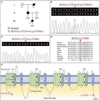 An SCN1A gene missense variant in a Chinese Tujia ethnic family with genetic epilepsy with febrile seizures plus